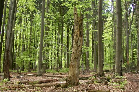 16.5.2025 Waldtag